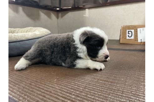 販売中の東京都のボーダーコリー-373943の5枚目