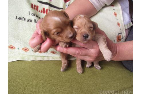 成約済の福岡県のミックス犬-371903の19枚目