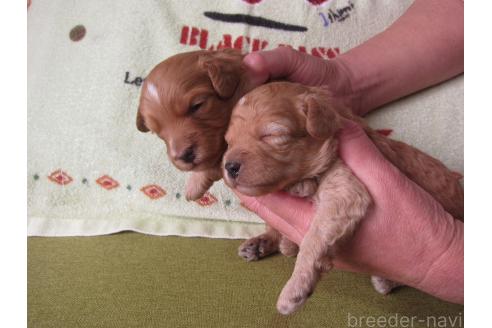 成約済の福岡県のミックス犬-371903の18枚目