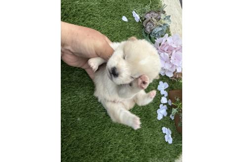 成約済の広島県の柴犬-374078の6枚目