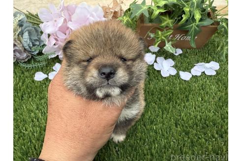 成約済の広島県の柴犬-374080の2枚目
