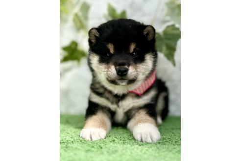 成約済の埼玉県の柴犬-370467の11枚目