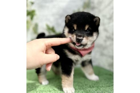 成約済の埼玉県の柴犬-370467の10枚目