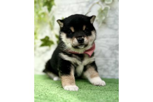 成約済の埼玉県の柴犬-370467の9枚目