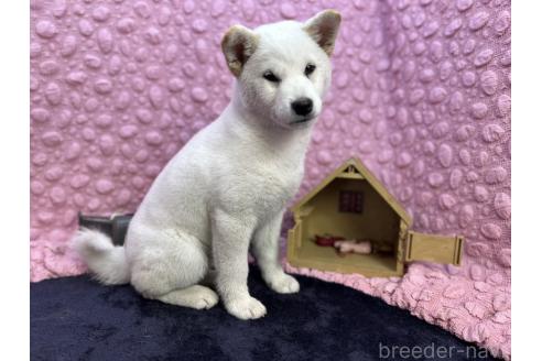成約済の茨城県の柴犬-369311の17枚目