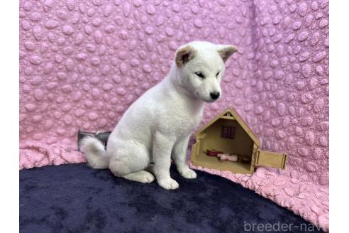 成約済の茨城県の柴犬-369311の16枚目