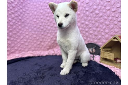 成約済の茨城県の柴犬-369311の15枚目