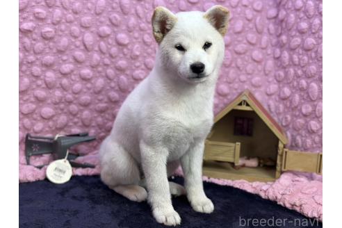 成約済の茨城県の柴犬-369311の13枚目