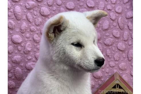 成約済の茨城県の柴犬-369311の12枚目