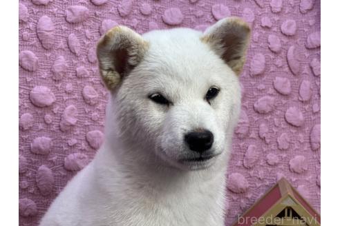 成約済の茨城県の柴犬-369311の11枚目