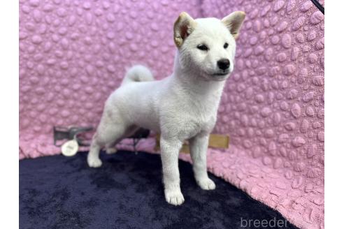 成約済の茨城県の柴犬-369311の10枚目