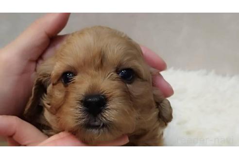 成約済の長崎県のミックス犬-374121の8枚目