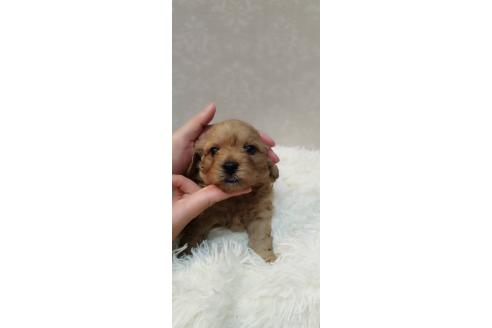 成約済の長崎県のミックス犬-374121の7枚目