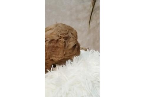 成約済の長崎県のミックス犬-374121の5枚目