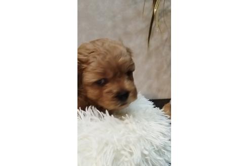 成約済の長崎県のミックス犬-374121の4枚目