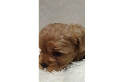 成約済の長崎県のミックス犬-374121の3枚目