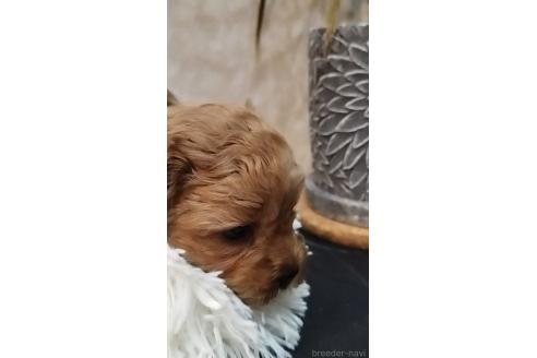 成約済の長崎県のミックス犬-374121の2枚目