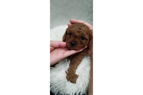 成約済の長崎県のミックス犬-374123の6枚目