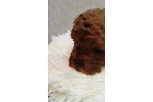 成約済の長崎県のミックス犬-374123の5枚目