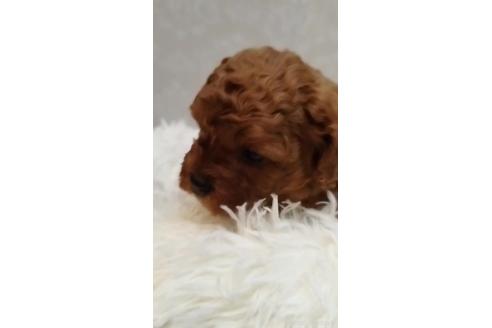 成約済の長崎県のミックス犬-374123の4枚目