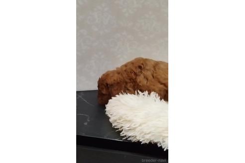 成約済の長崎県のミックス犬-374123の3枚目
