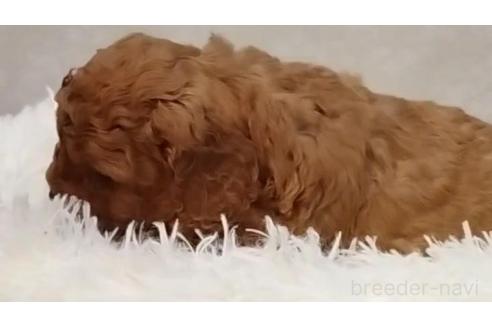 成約済の長崎県のミックス犬-374123の2枚目