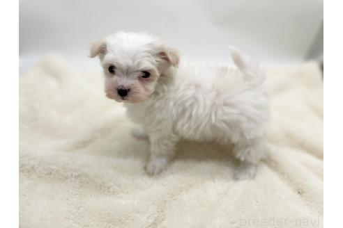 成約済の愛知県のマルチーズ-374124