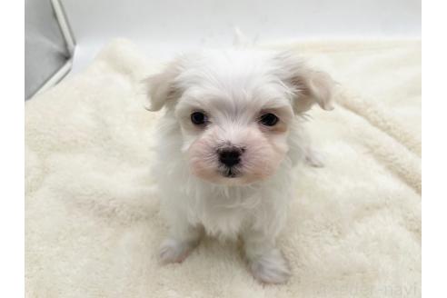 成約済の愛知県のマルチーズ-374124の4枚目