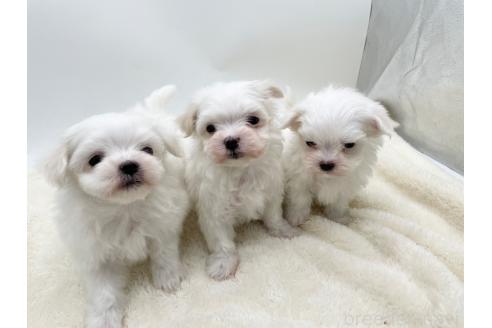 成約済の愛知県のマルチーズ-374124の2枚目