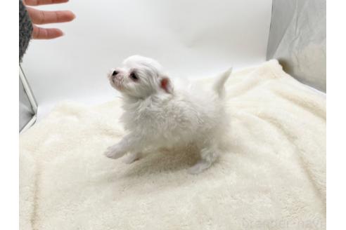 成約済の愛知県のマルチーズ-374126の5枚目