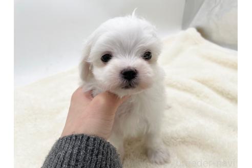 成約済の愛知県のマルチーズ-374126の1枚目