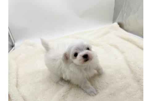 成約済の愛知県のマルチーズ-374126の4枚目