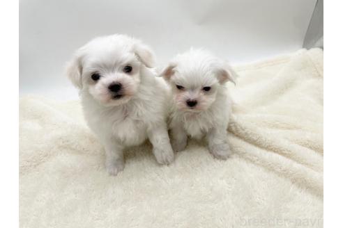 成約済の愛知県のマルチーズ-374126の3枚目