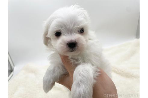 成約済の愛知県のマルチーズ-374126の2枚目