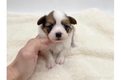 成約済の愛知県のパピヨン-374127の9枚目