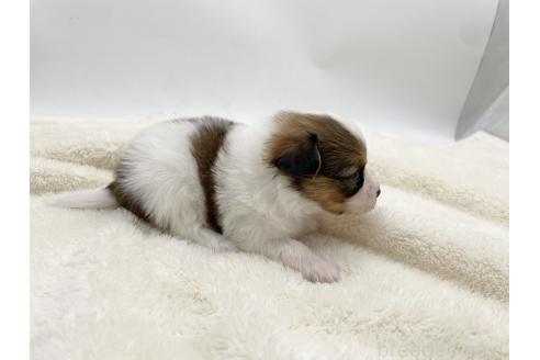 成約済の愛知県のパピヨン-374127の8枚目