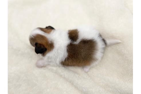 成約済の愛知県のパピヨン-374127の7枚目