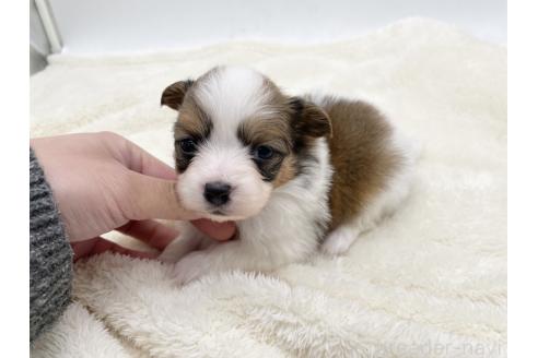 成約済の愛知県のパピヨン-374127の6枚目