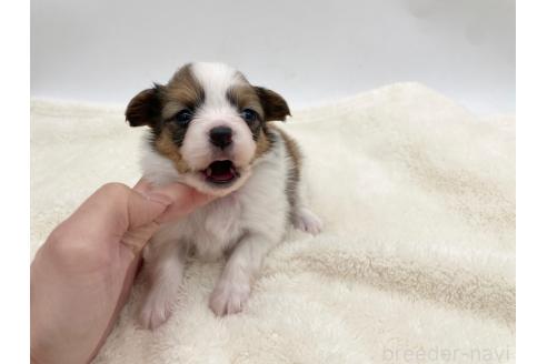 成約済の愛知県のパピヨン-374127の5枚目