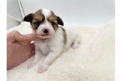 成約済の愛知県のパピヨン-374131の10枚目