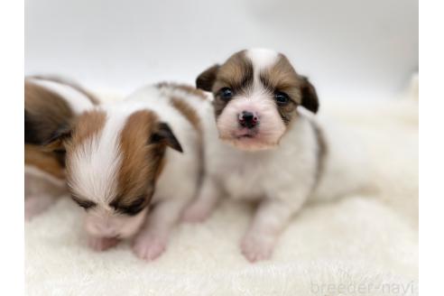 成約済の愛知県のパピヨン-374131の9枚目