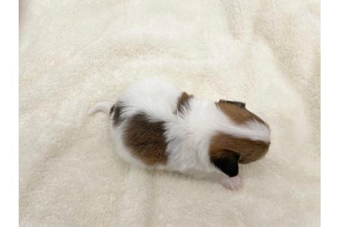 成約済の愛知県のパピヨン-374131の8枚目