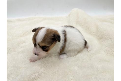 成約済の愛知県のパピヨン-374131の7枚目