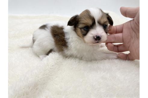 成約済の愛知県のパピヨン-374131の6枚目