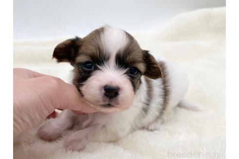 成約済の愛知県のパピヨン-374132の11枚目