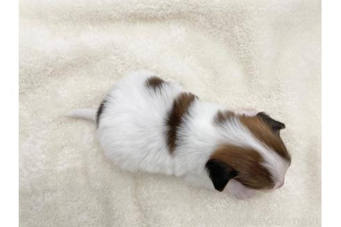 成約済の愛知県のパピヨン-374132の9枚目