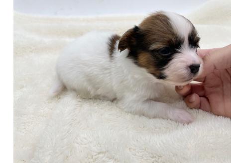 成約済の愛知県のパピヨン-374132の7枚目