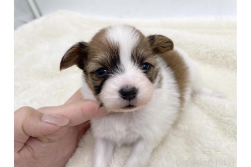 成約済の愛知県のパピヨン-374133の11枚目