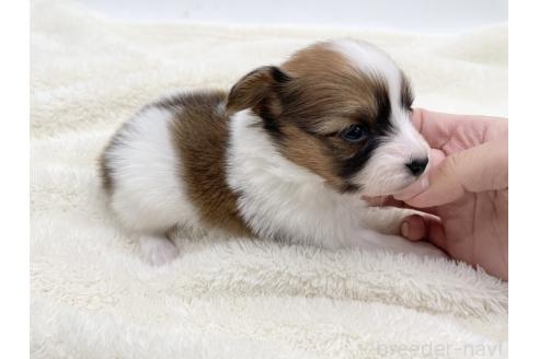 成約済の愛知県のパピヨン-374133の10枚目