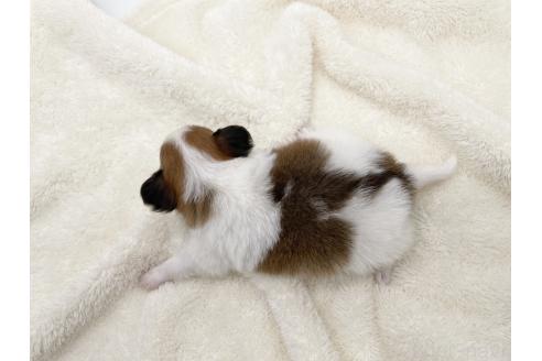 成約済の愛知県のパピヨン-374133の9枚目